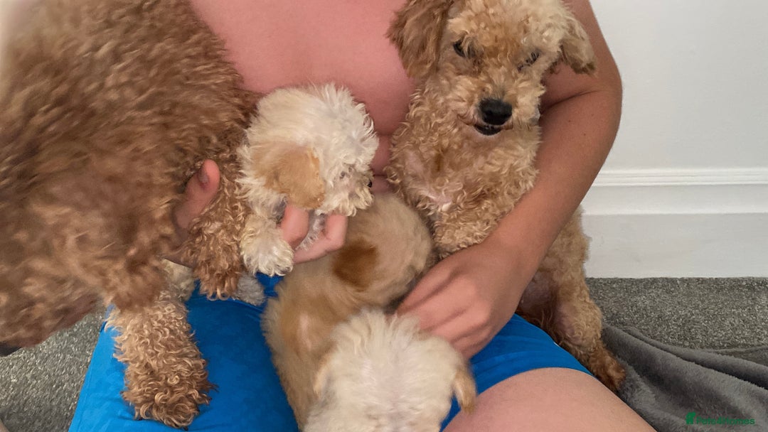 Poochon dogs for sale: Poochon puppy’s  - Image 11