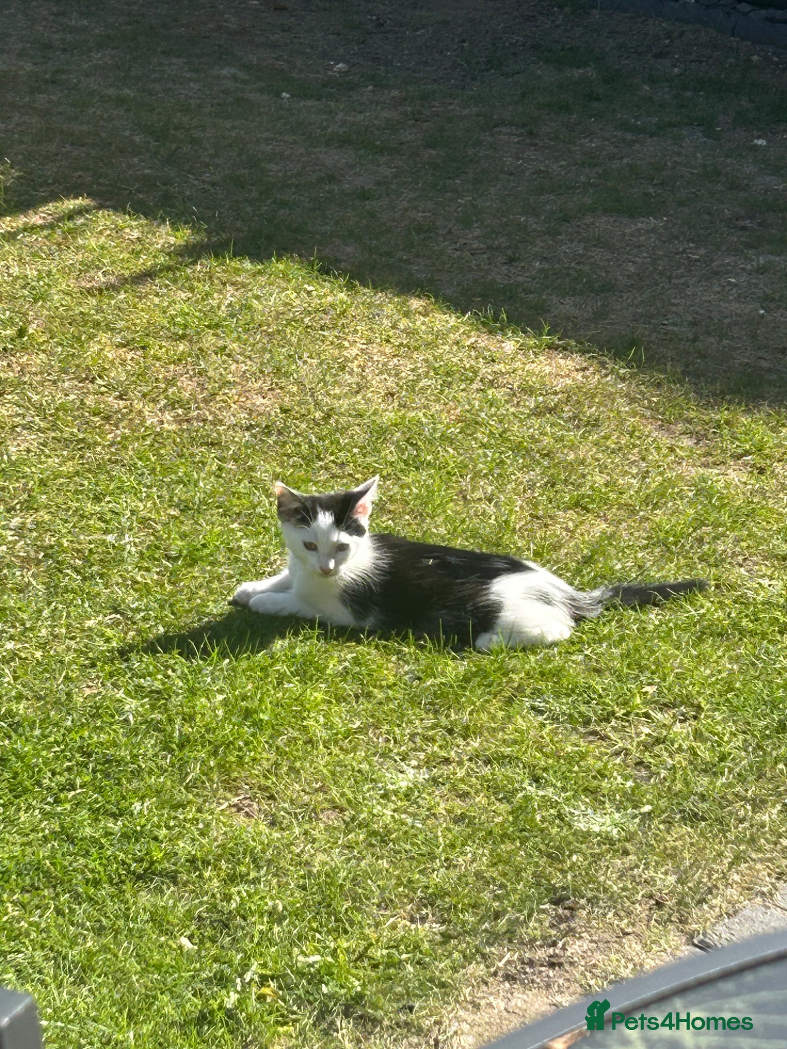 Mixed Breed cats Male kitten - Advert 1