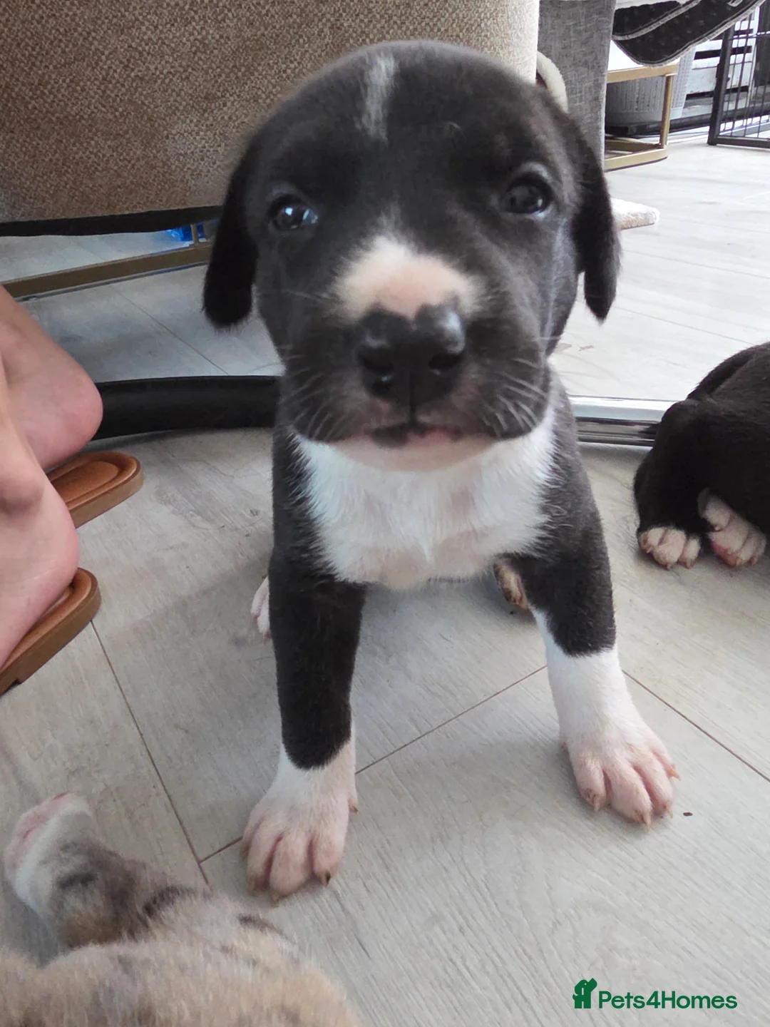 Mixed Breed dogs for sale: American Akita × American Staffy Puppies 🐾 - Advert 2