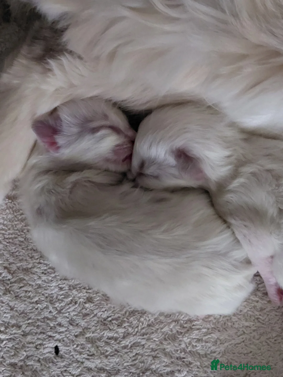 Ragdoll cats for sale: 2 girls left absolute beautys - Advert 2