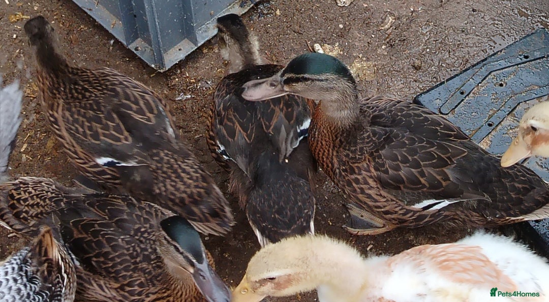 Ducks poultry for sale: Stunning mallards for sale - Image 3