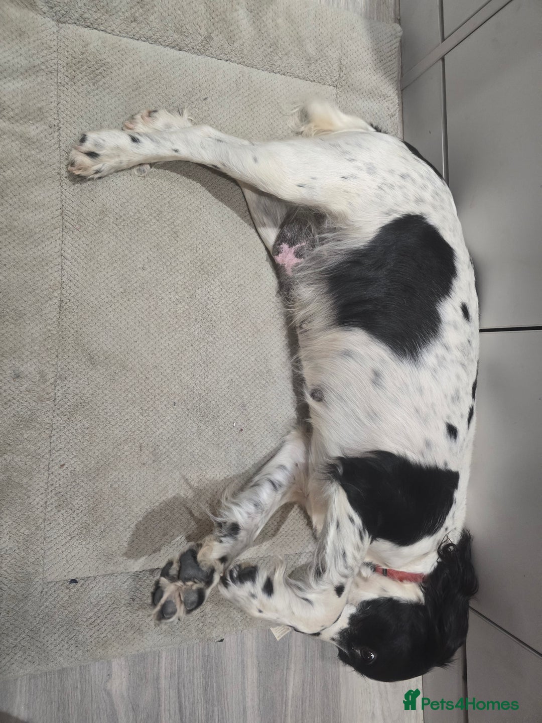 English Springer Spaniel dogs for sale: 9 English Springe4 Spaniels Puppies - Advert 5