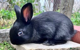 English rabbits for sale: New Zealand cross English babies - Image 1