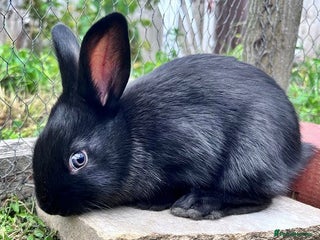 English rabbits - Advert 20