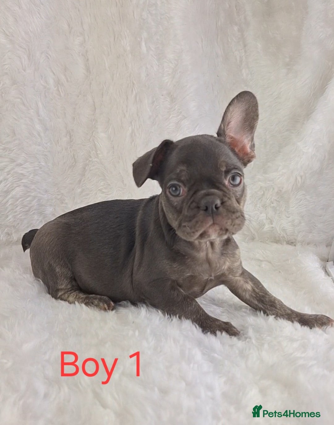 French Bulldog dogs for sale: Classic French Bulldog Puppies  - Image 16