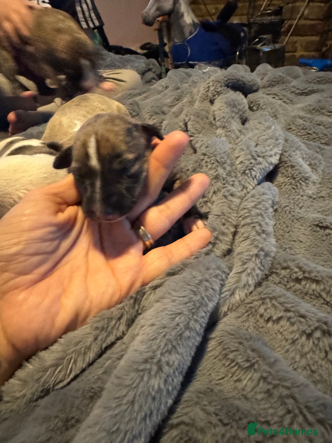 Whippet dogs for sale: Stunning whippets  - Image 7