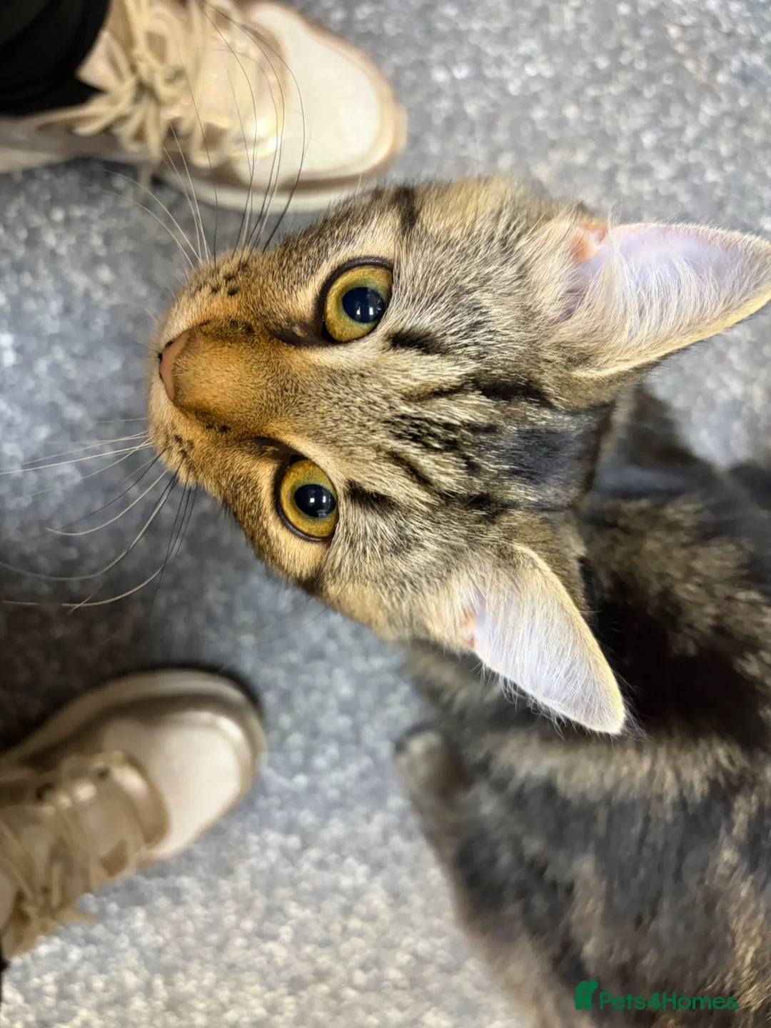 Mixed Breed cats for sale: Male Kitten *tailless* - Advert 2