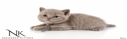 British Shorthair cats for sale: 10 Week old GCCF REG BSH KITTENS  - Advert 28
