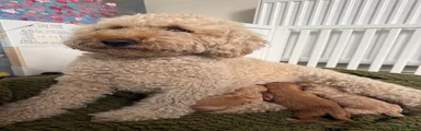 Australian Labradoodle 3