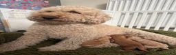 Australian Labradoodle dogs for sale: Multigenerational Australian Labradoodle  in Leicester - Advert 11