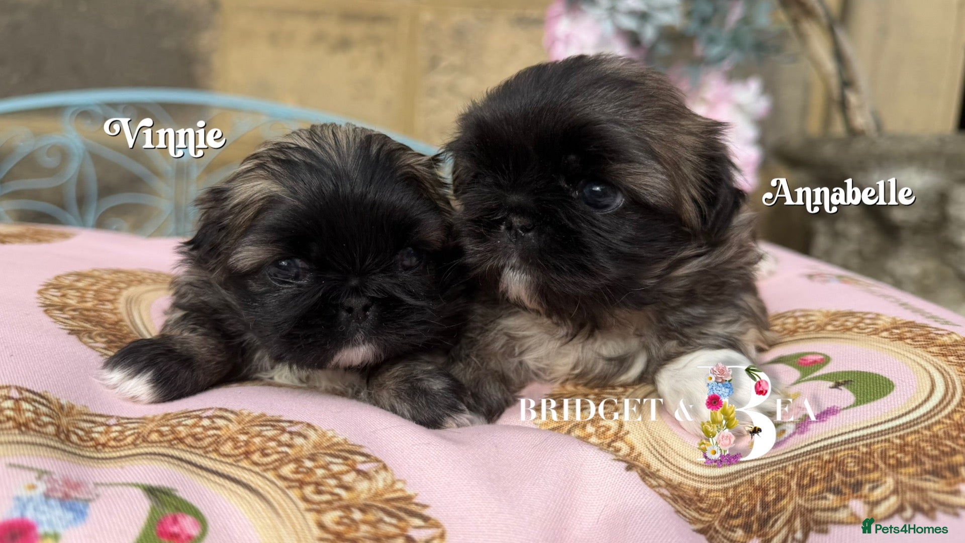 Pekingese dogs Fawn girl & boy kc reg licensed breeder - Advert 11