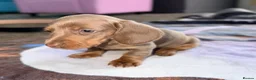 Miniature Dachshund dogs for sale: Beautiful miniature dachshund pups.  - Advert 24