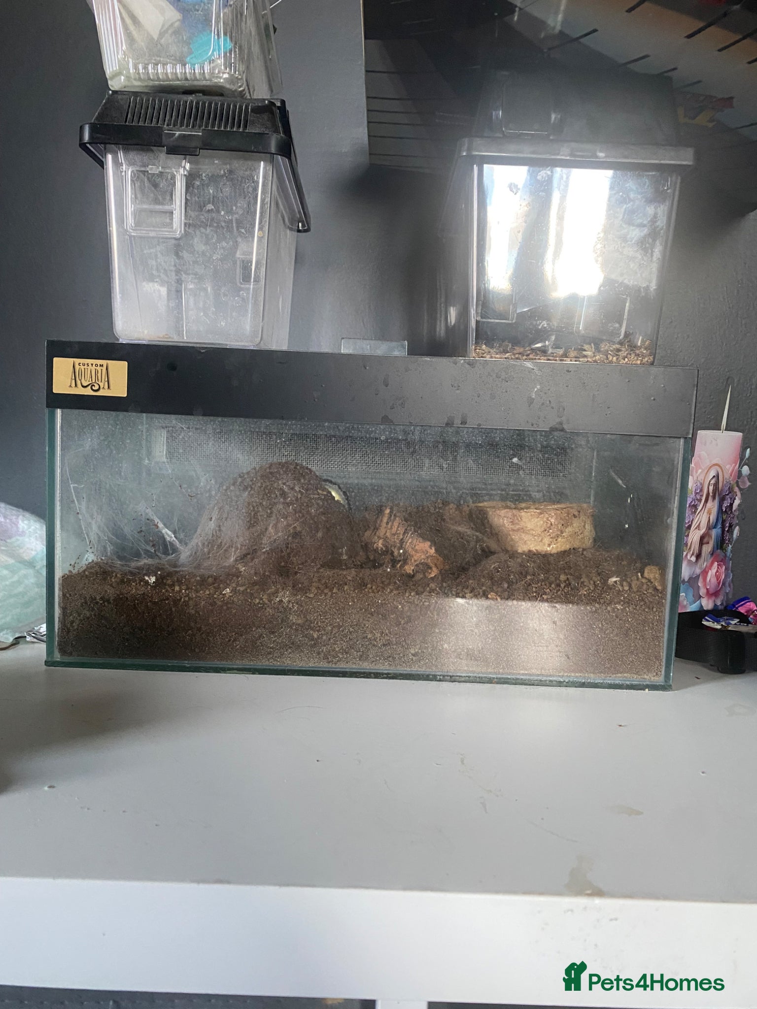 Tarantulas invertebrates for sale: Mexicon red rump  - Advert 3
