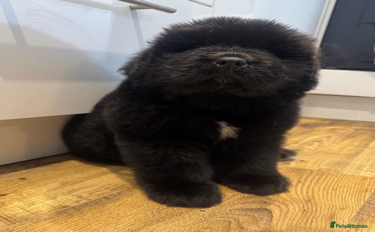 Newfoundland dogs - Advert 1