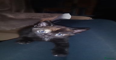 Mixed Breed cats - Advert 12