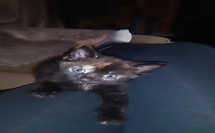 Mixed Breed cats - Advert 1