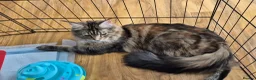 Maine Coon cats for sale: Gorgeous Maine Coons  - Advert 11