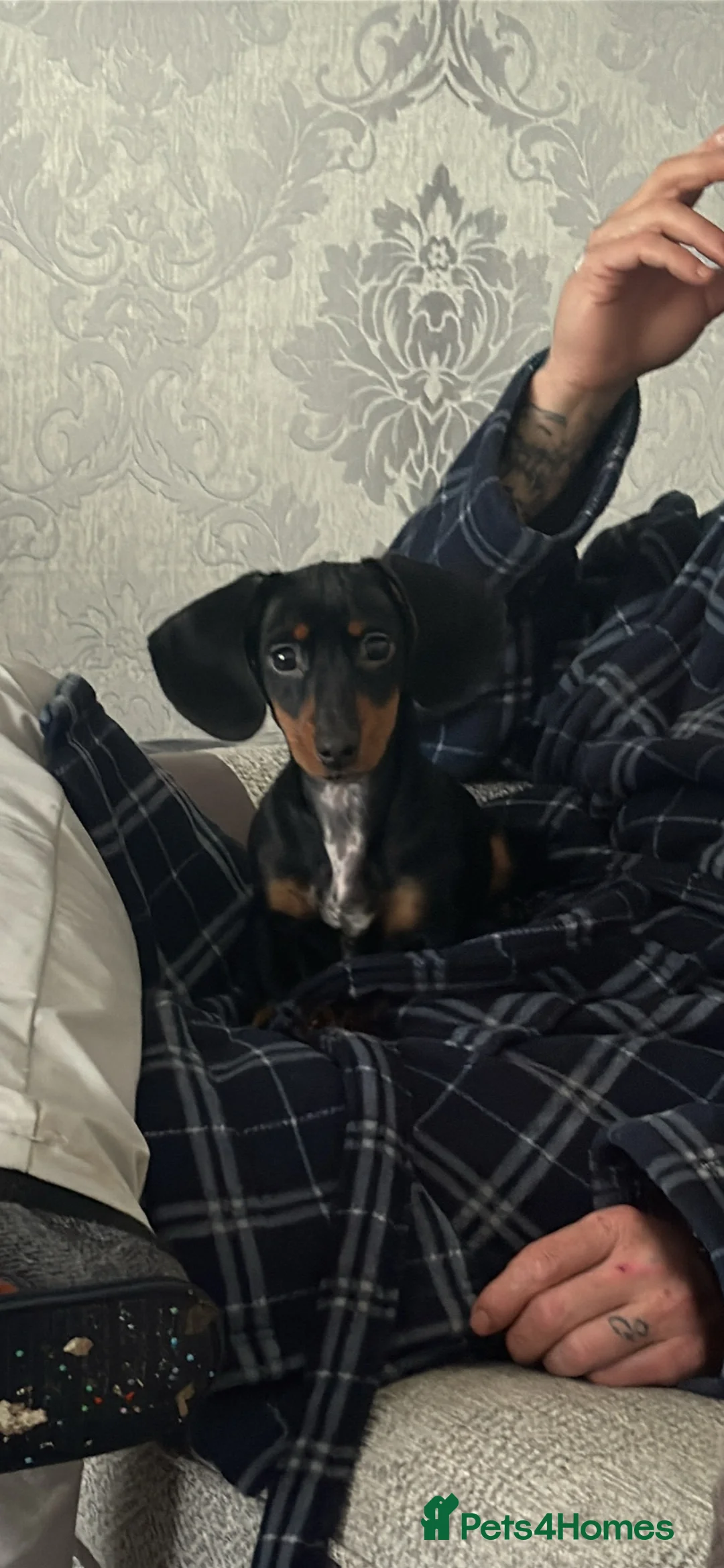 Dachshund dogs for sale: 12 weeks old  - Advert 2