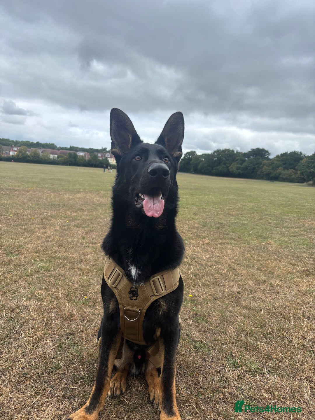 German Shepherd dogs for sale: Working line German shepherd GSD - Advert 6