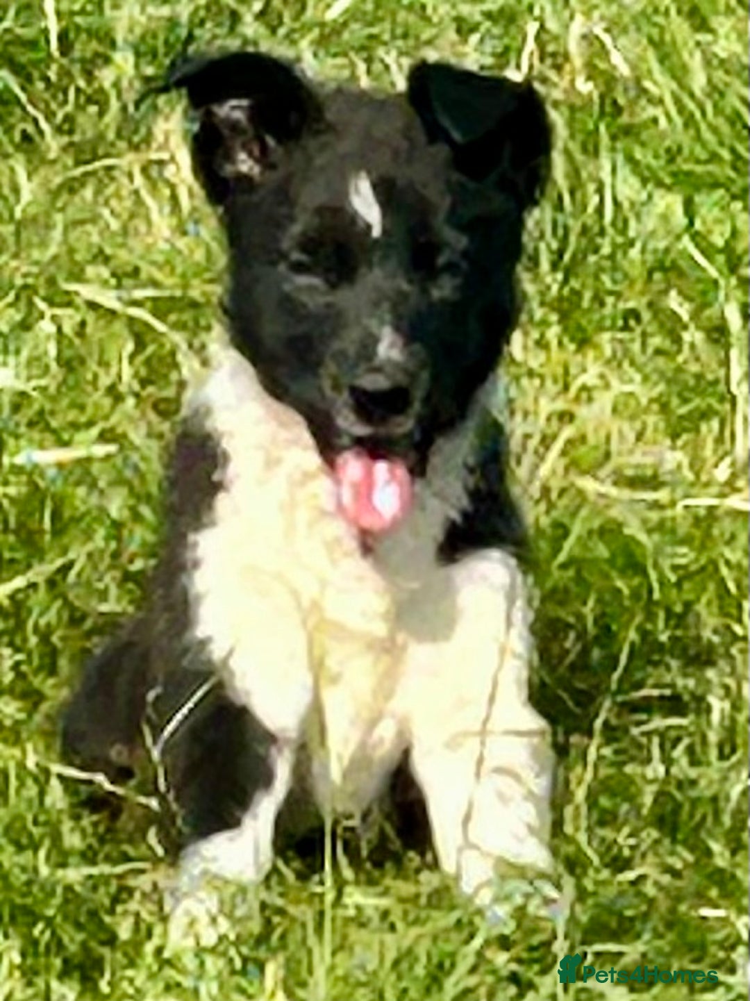 Border Collie dogs for sale: Border collie puppies  - Image 8