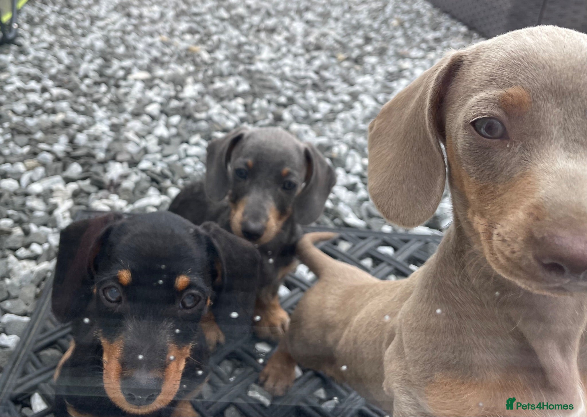 Dachshund dogs Ready Now!! - Miniature Dachshund Puppies - Advert 2