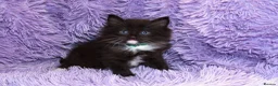 Ragdoll cats for sale: Ragdoll Kittens - 3 girls 1 boy - Advert 6