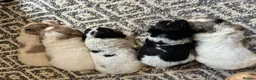 Cocker Spaniel dogs for sale: Beautiful Cocker spaniel puppies for sale  in Mansfield - Advert 27