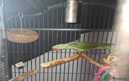 Parakeets birds for sale: Alexandrine parakeet - Image 2