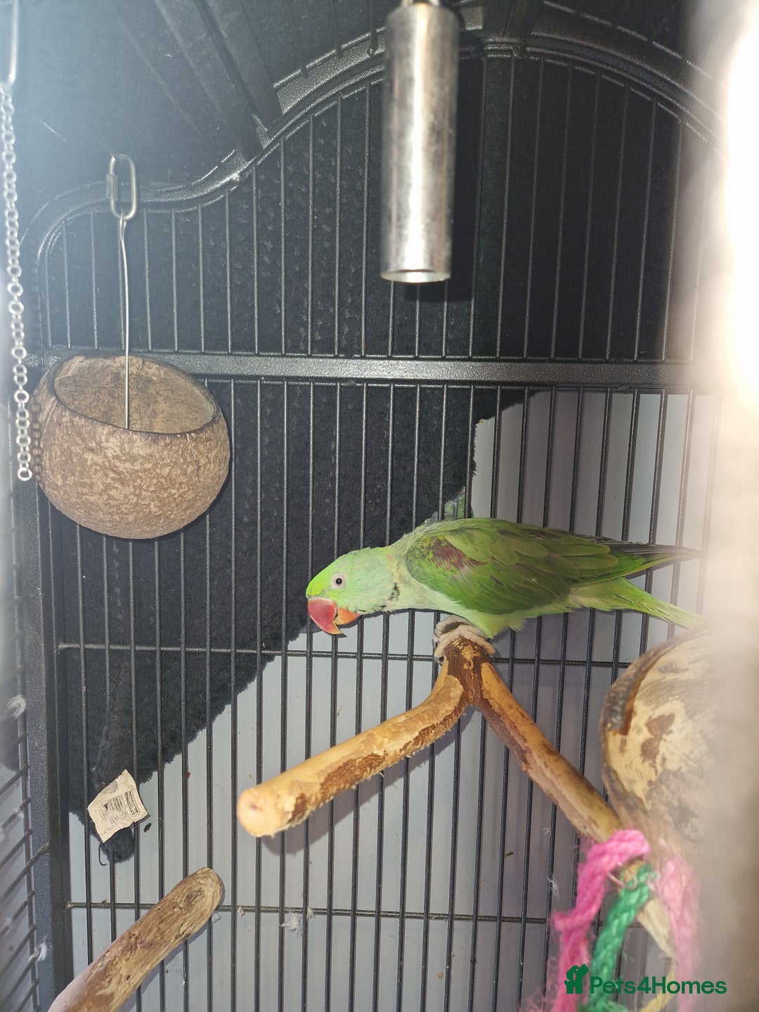 Parakeets birds for sale: Alexandrine parakeet - Image 2