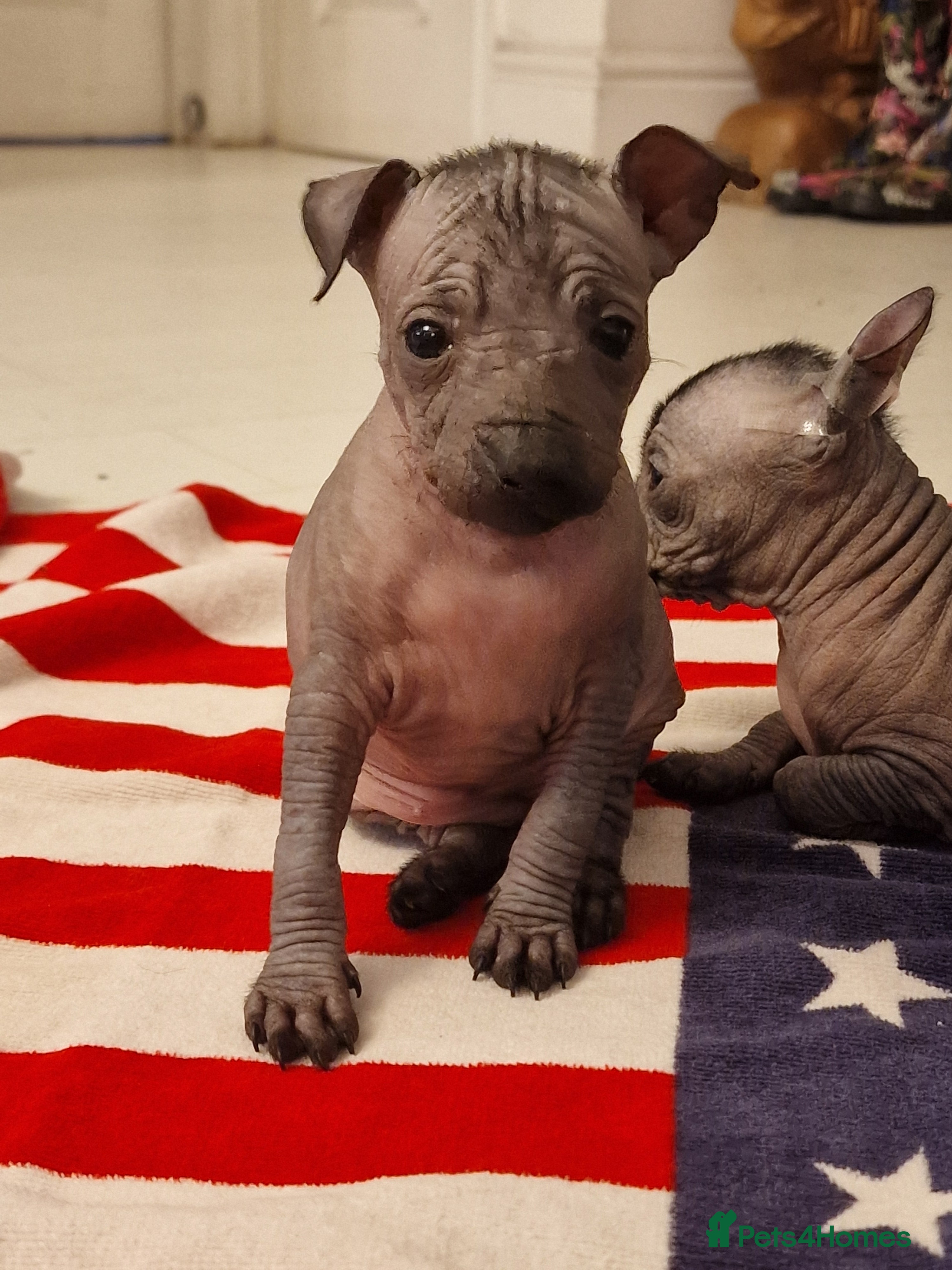 Mexican Hairless dogs 1 mini girls 1 coated boys - Advert 1