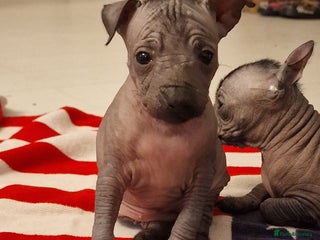 Mexican Hairless dogs 1 mini girls 1 coated boys - Advert 1