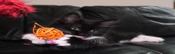 Turkish Angora cats for sale: Turkish Angora Mix Kittens - Advert 38