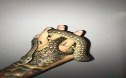 Python Snake reptiles for sale: Morelia bredli python male  - Image 14