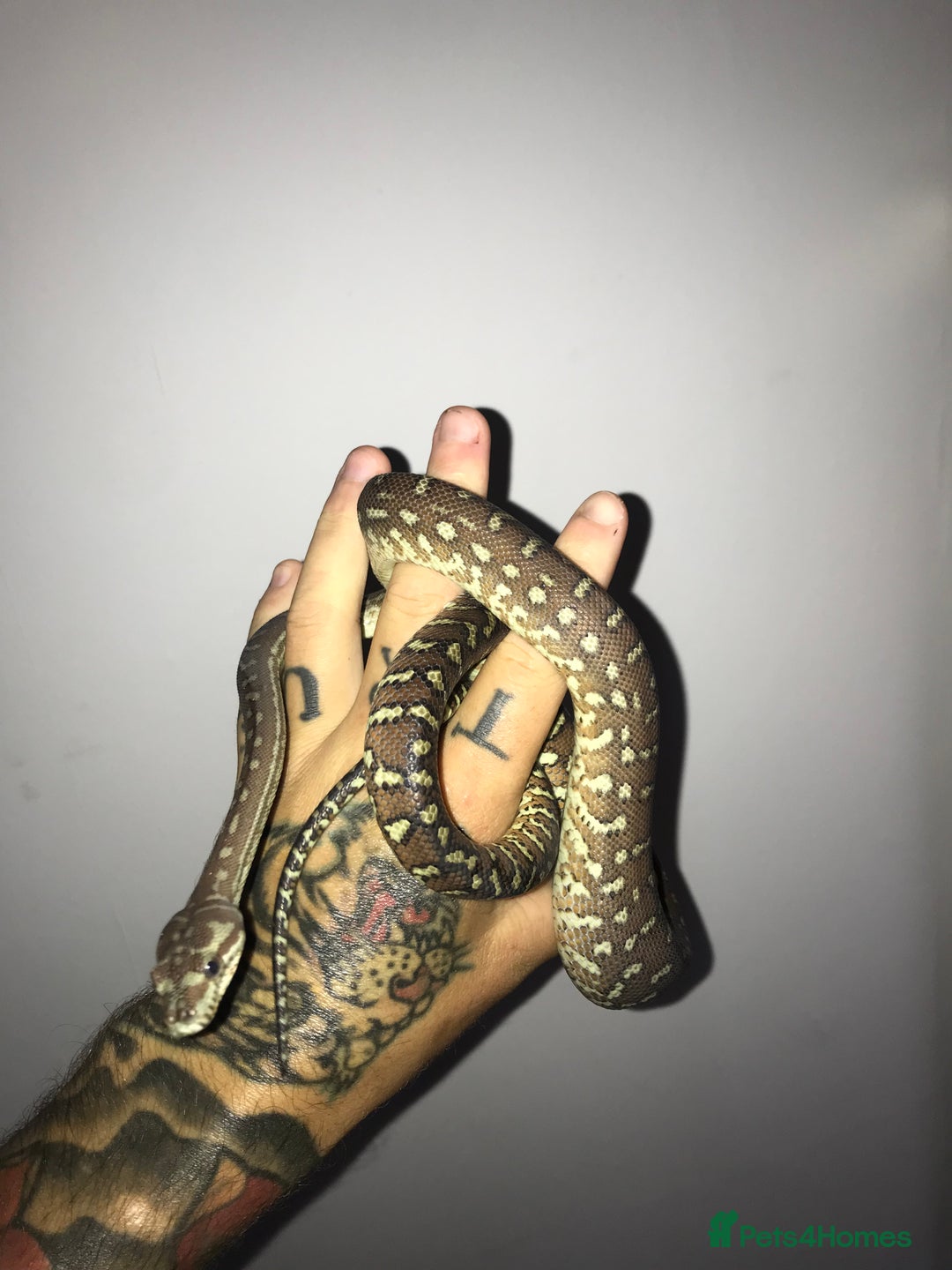 Python Snake reptiles for sale: Morelia bredli python male  - Image 14