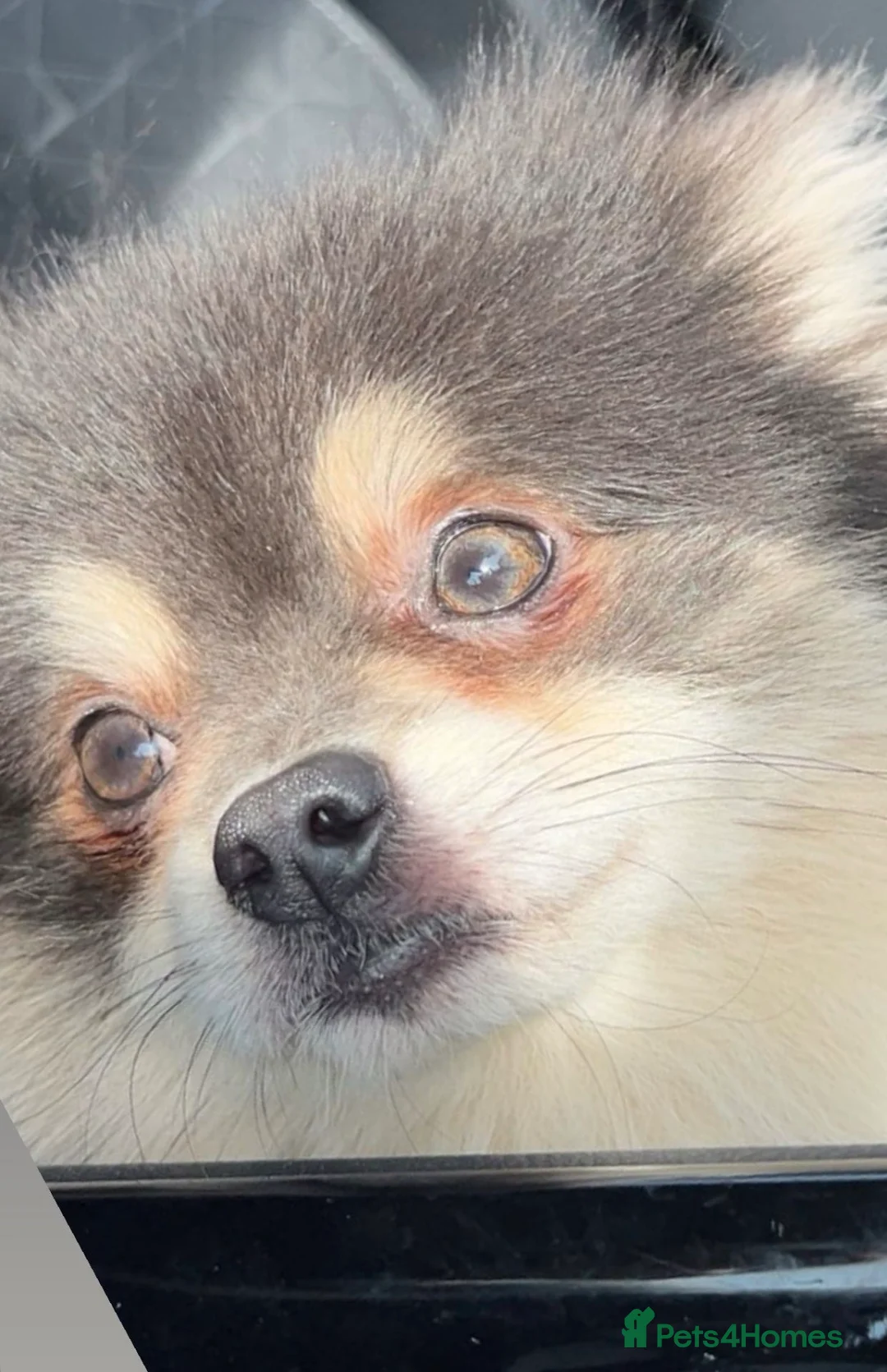 Pomeranian dogs for sale: Blue & Tan Pomeranian  in Ipswich - Advert 3