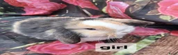 Mini Lop rabbits for sale: Mini lop babies - Advert 4