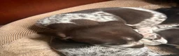 German Shorthaired Pointer dogs for sale: German shorthaired pointer puppies  - Advert 2