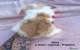 Mini Lop rabbits for sale: Mini lop bunnies  - Image 4