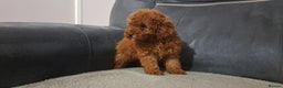 Toy Poodle dogs for sale: Toy poodle - Advert 4