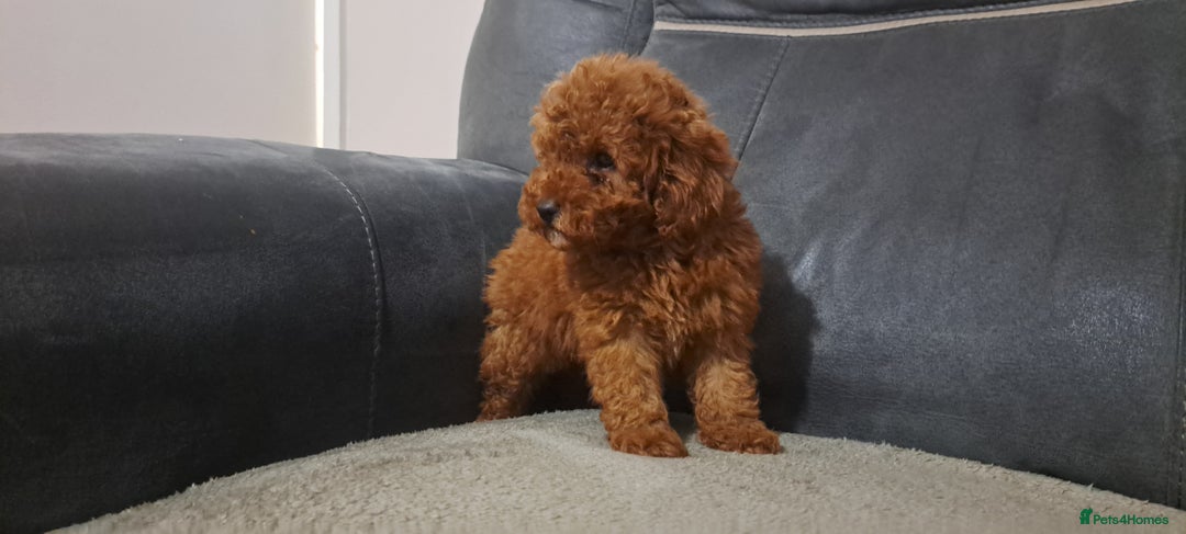 Toy Poodle dogs for sale: Toy poodle - Advert 4