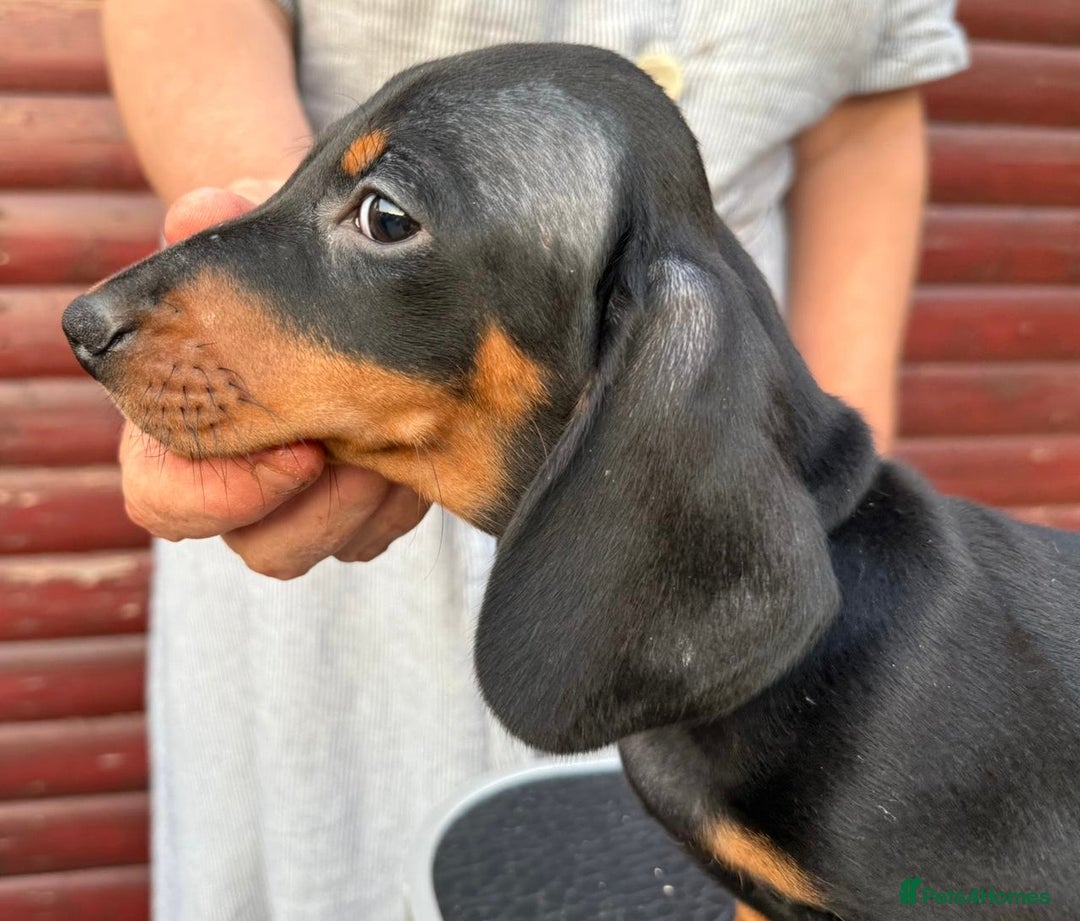 Dachshund dogs for sale: champion bred dachshunds  - Image 5