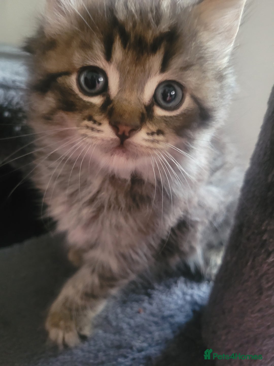 Maine Coon cats for sale: Long hair main coin crossed ragdoll - Image 6