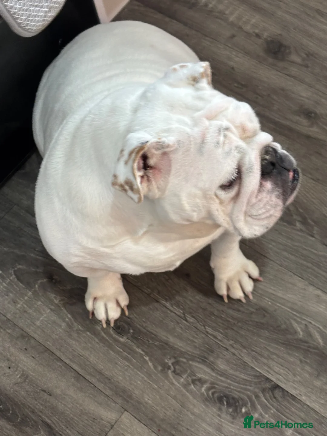 English Bulldog dogs for sale: English bulldog for adoption - Advert 5
