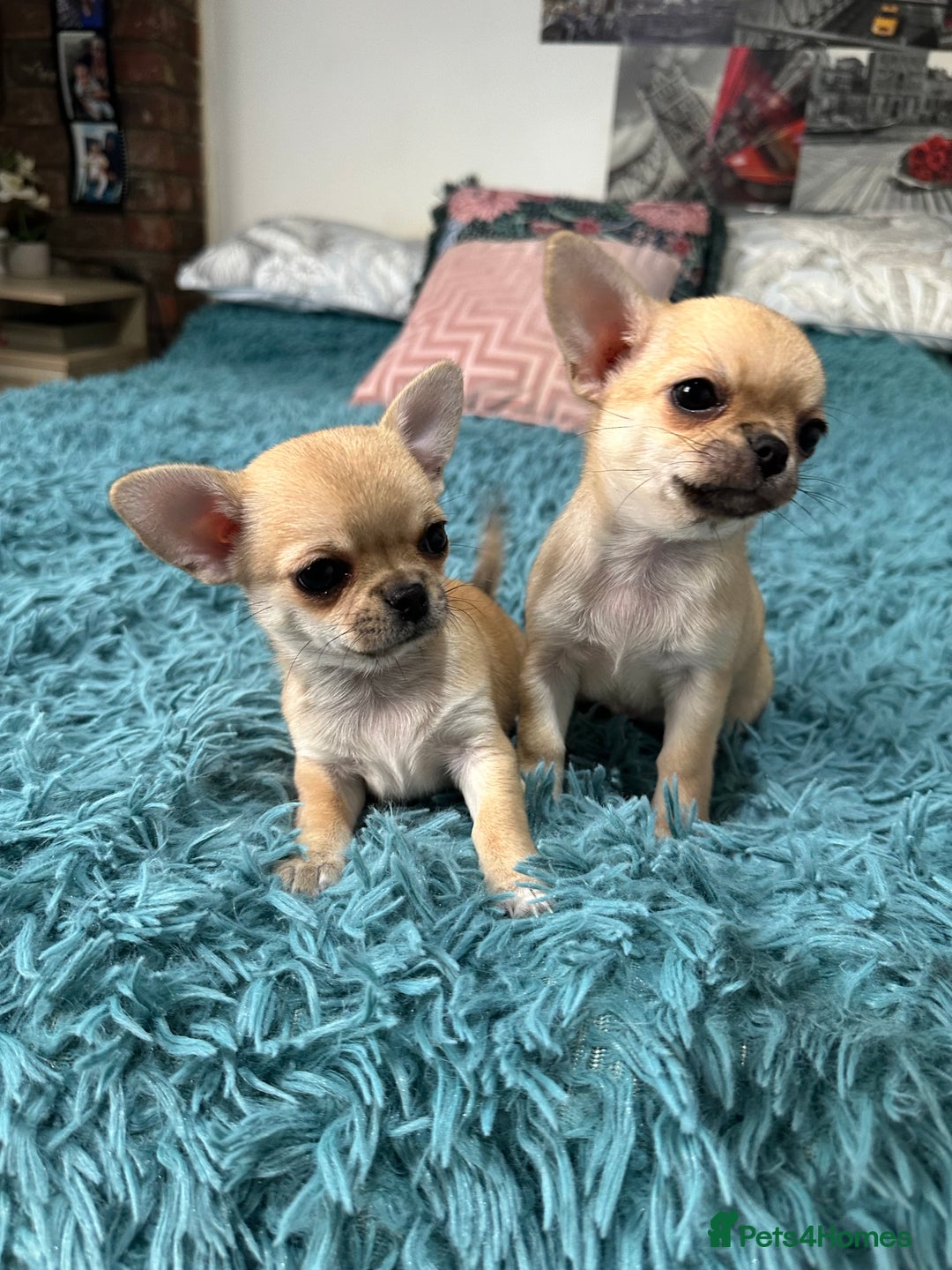 Chihuahua dogs for sale: Beautiful Chihuahua puppies. Two girls left  - Advert 1