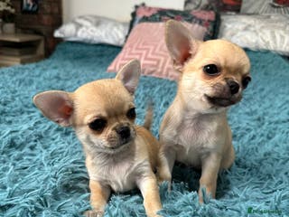 Chihuahua dogs Beautiful Chihuahua puppies. Two girls left - Advert 4