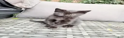 Mixed Breed cats for sale: 3 Adorable Scottish Fold Cross Kittens - Advert 14