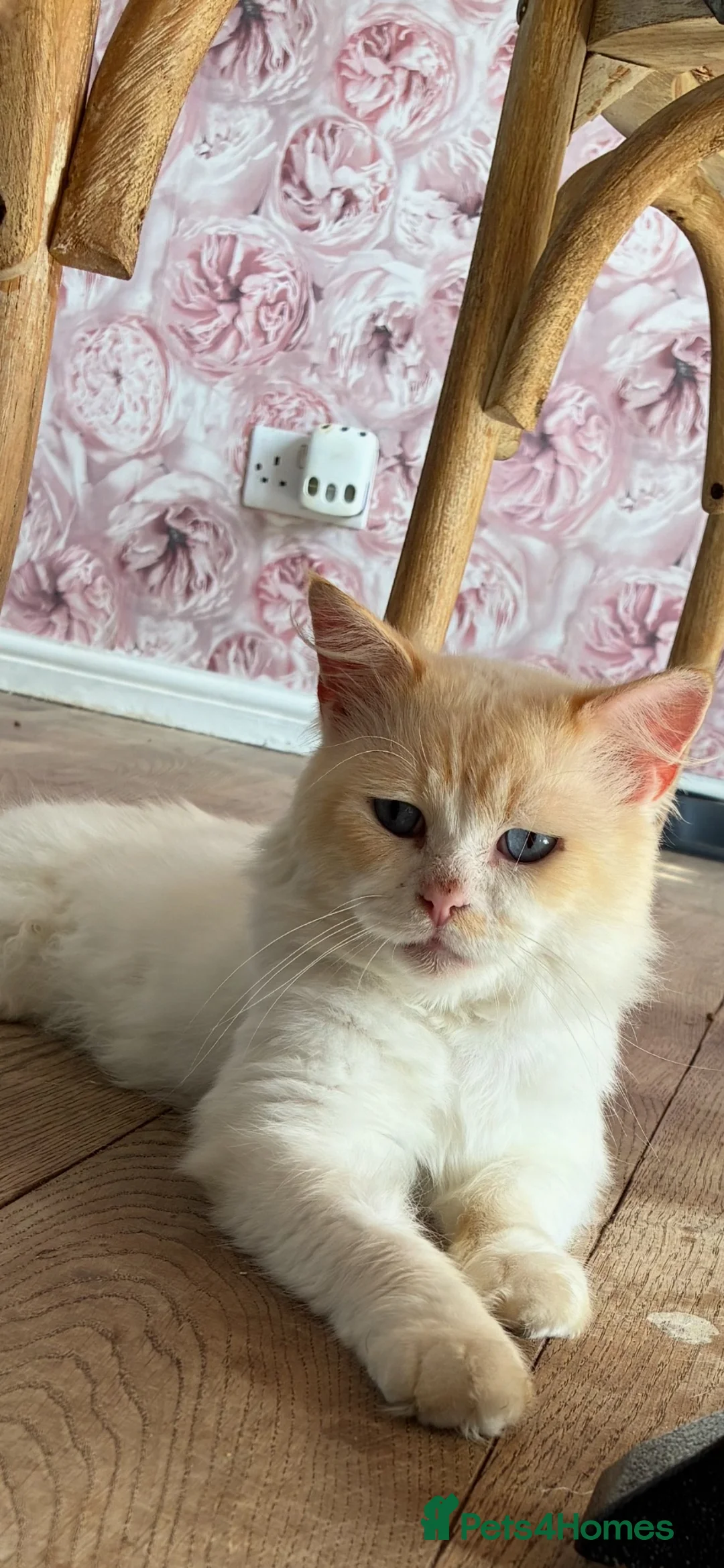 Ragdoll cats for sale: Ragdoll X kittens in Crawley - Advert 2