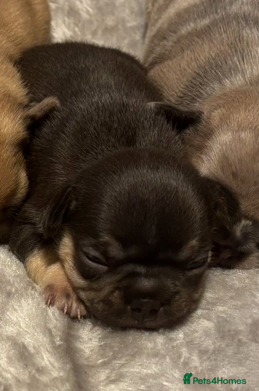 French Bulldog dogs for sale: MERLE FRENCH BULLDOG PUPPIES 🐾  - Image 18