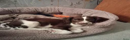 English Springer Spaniel dogs for sale: KC English Springer Spaniel in Airdrie - Advert 3