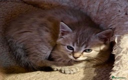 Ragdoll cats for sale: Sealpoint x kittens - Image 1